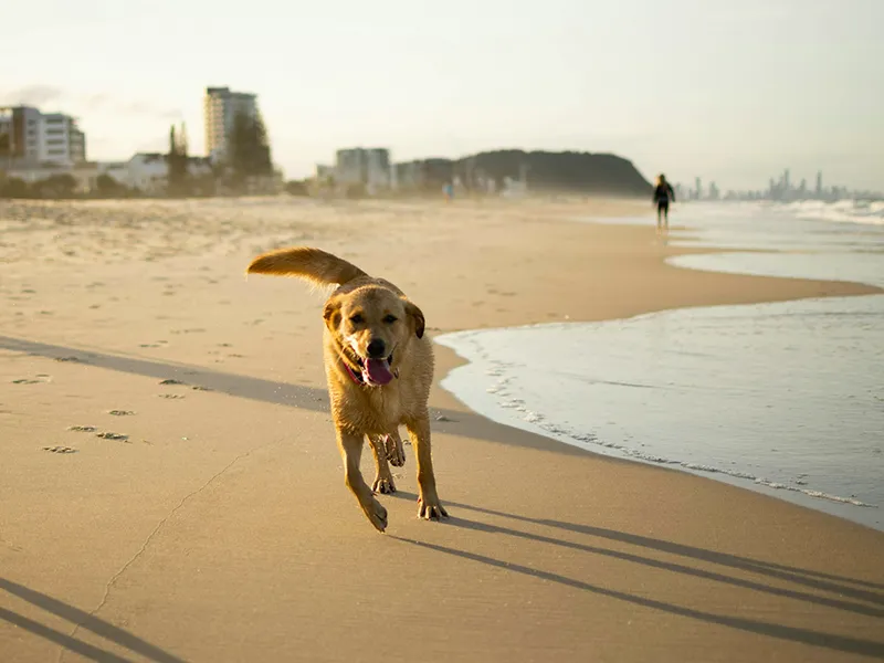 Chien labrador sur la plage au bord de l'océan, ambiance balnéaire Côte Landaise.